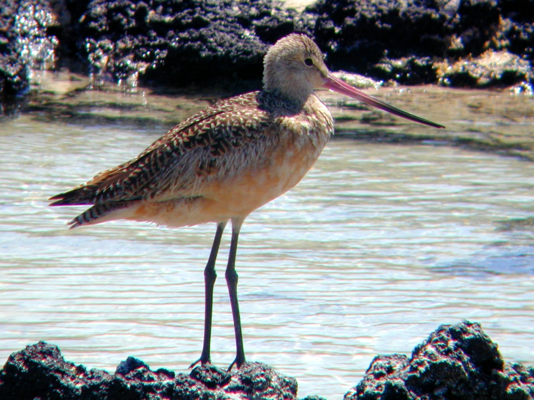 Limosa fedoa Linnaeus, 1758, Isla Genovesa, Galápagos. Foto: Paul McFarling, CDF, 2002.