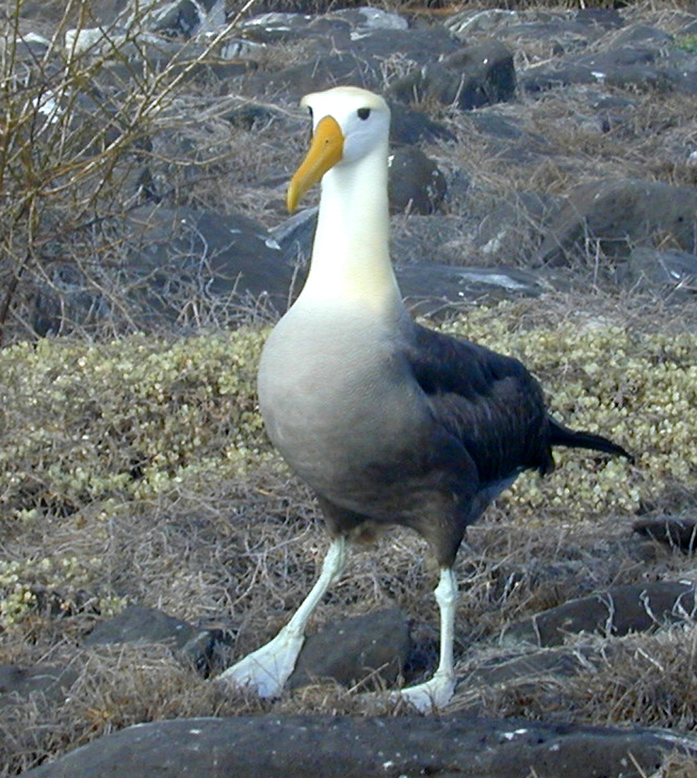 Phoebastria irrorata, Isla Española, Galápagos. Foto: Paul McFarling, CDF, 2012.