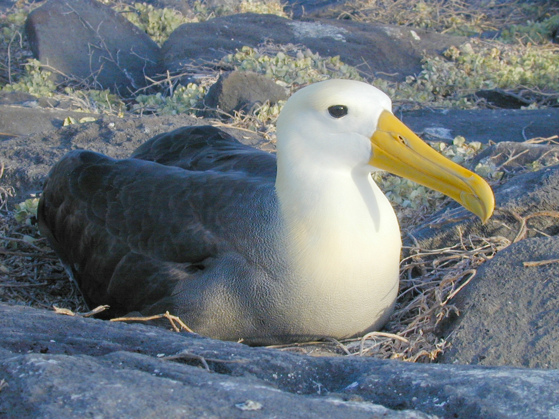 Phoebastria irrorata, Isla Española, Galápagos. Foto: Paul McFarling, CDF, 2012.