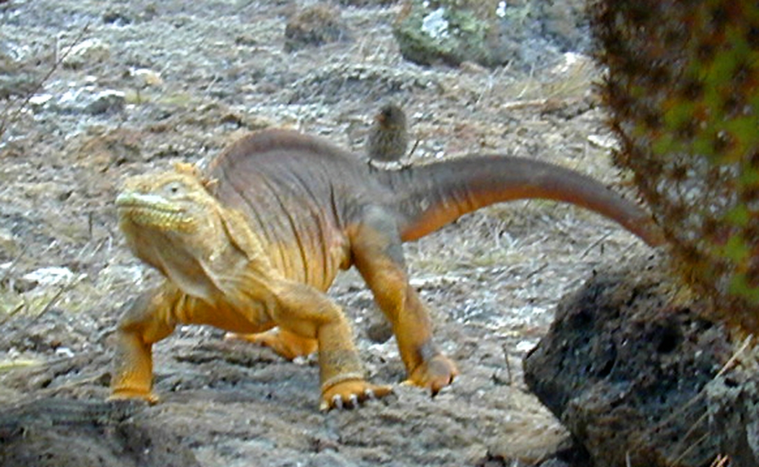 Conolophus subcristatus, Islote Plaza Sur, Galápagos. Foto: Paul McFarling, CDF, 2002.