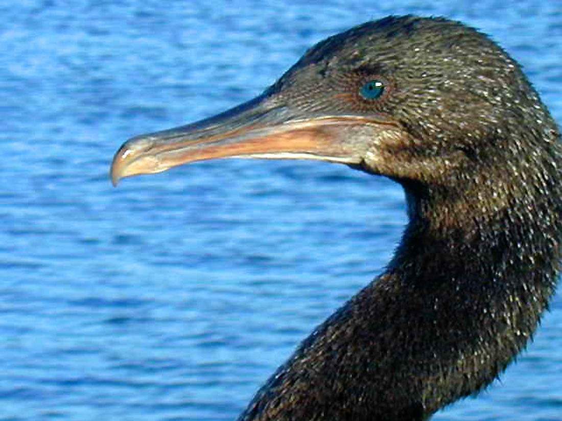 Phalacrocorax harrisi, Isla Fernandina, Galápagos. Foto: CDF Archive, 2000.
