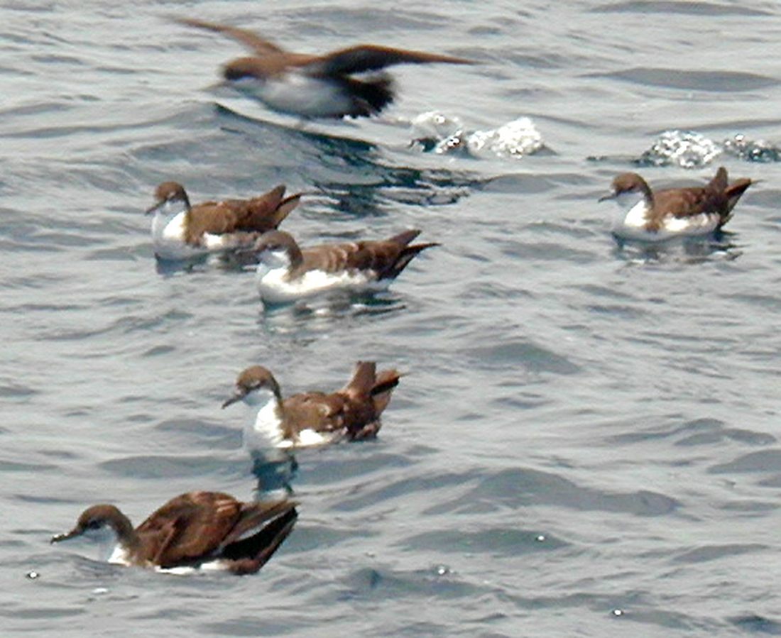Puffinus subalaris, Islote Campéon, Galápagos. Foto: Paul McFarling, CDF, 2001.