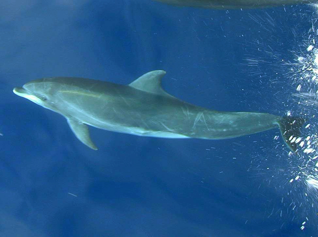 Tursiops truncatus , Bottlenose dolphin. Photo: Paul McFarling, CDF, 2011.