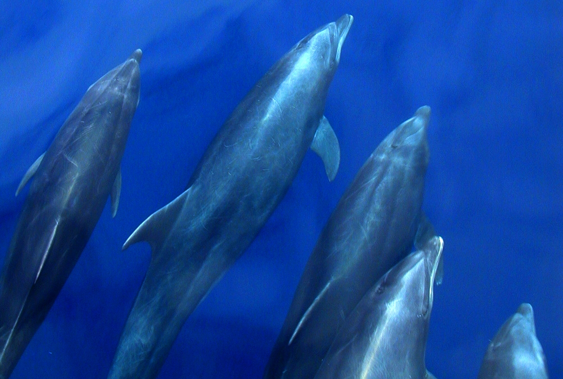 Tursiops truncatus , Bottlenose dolphin. Photo: Paul McFarling, CDF, 2011.