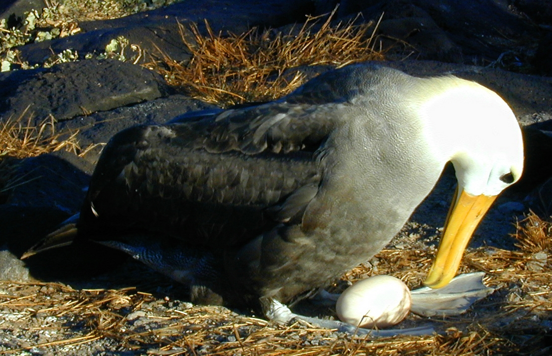 Phoebastria irrorata, Isla Española, Galápagos. Foto: Paul McFarling, CDF, 2003.