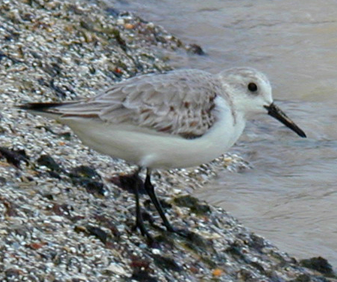Calidris alba Pallas, 1764, Floreana Island. Photo: Paul McFarling, CDF, 2007.