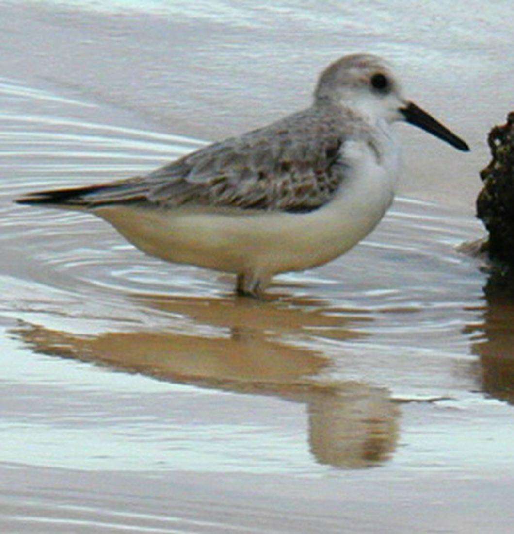 Calidris alba, Floreana Island, Galapagos. Photo: Paul McFarling, CDF, 2007.