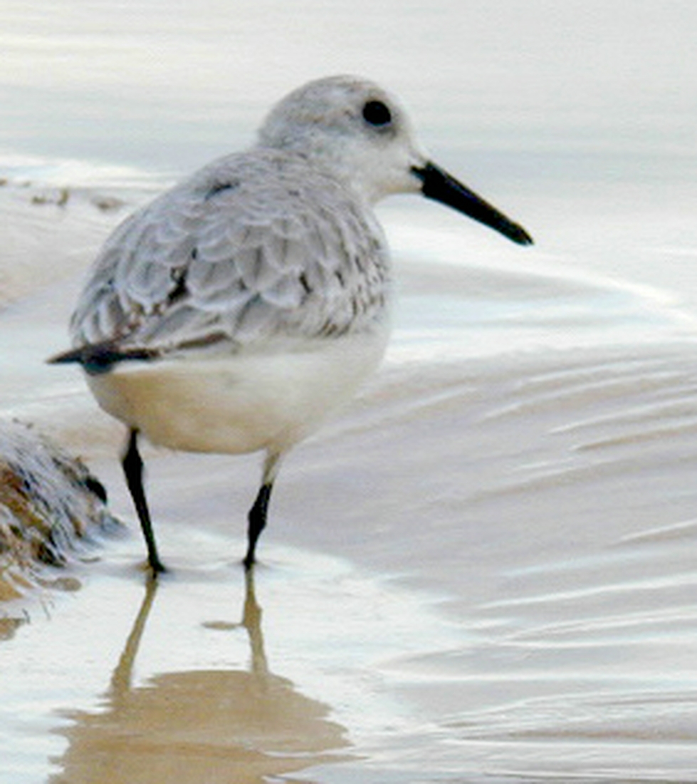 Calidris alba, Floreana Island, Galapagos. Photo: Paul McFarling, CDF, 2007.