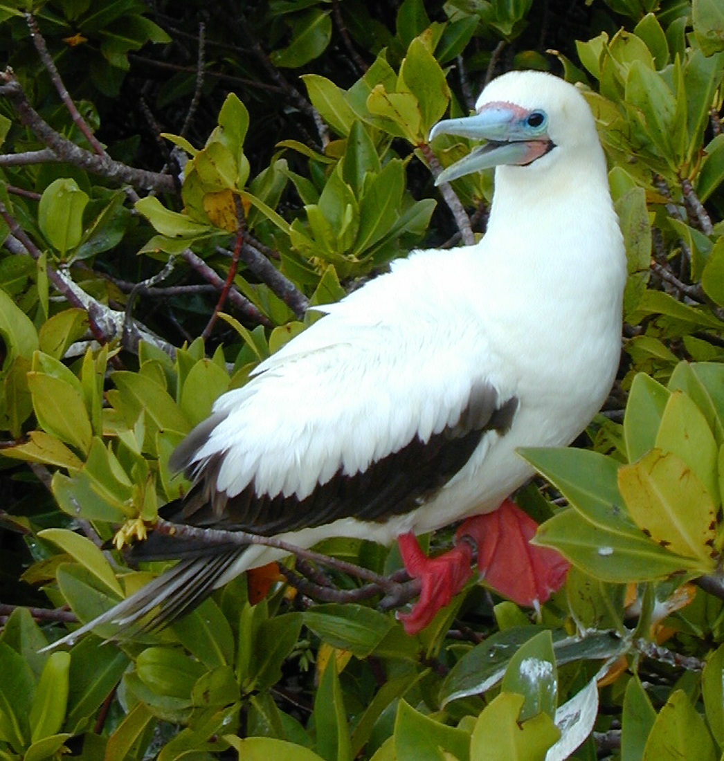 Sula sula, Genovesa Island, Galapagos. Photo: Paul McFarling, CDF, 2001.