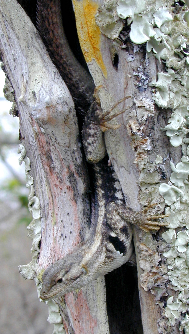 Microlophus bivittatus, Isla San Cristóbal, Galápagos. Foto: Paul McFarling, CDF, 2002.