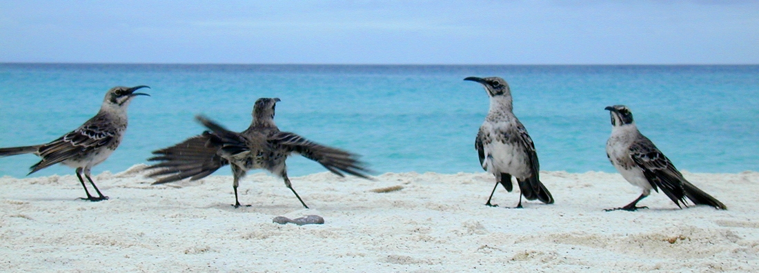Mimus macdonaldi, Isla Española, Galápagos. Foto: Paul McFarling, CDF, 2002.