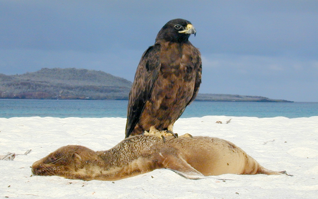 Buteo galapagoensis, Isla Española, Galápagos. Foto: Paul McFarling, CDF, 2003.