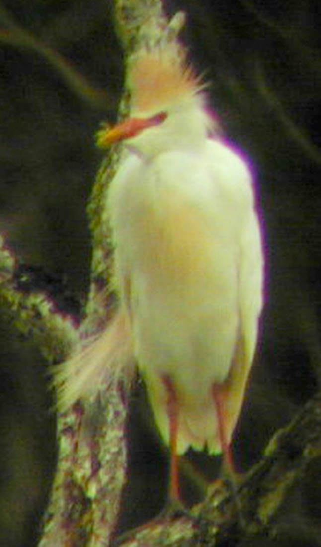 Bubulcus ibis Linnaeus, 1758, Isla Santa Cruz, Galápagos. Foto: Paul McFarling, CDF, 2000.