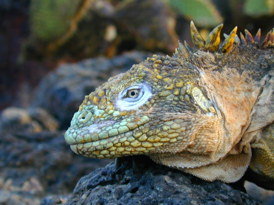 Conolophus subcristatus, Islote Plaza Sur, Galápagos. Foto: Paul McFarling, CDF, 2004.