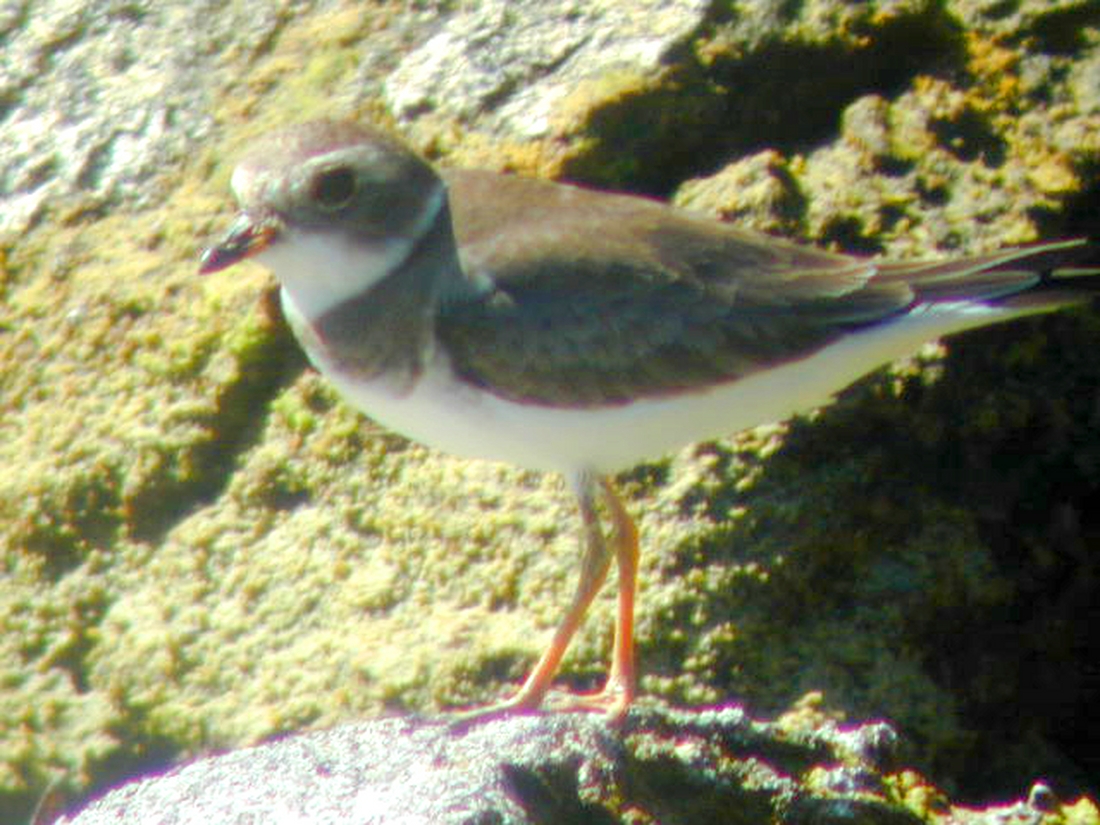 Charadrius semipalmatus Bonaparte, 1825, Isla Isabela, Galápagos. Foto: Paul McFarling, CDF, 2000.
