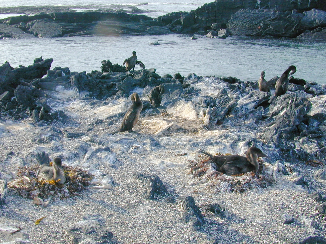 Phalacrocorax harrisi, Isla Fernandina, Galápagos. Foto: Paul McFarling, CDF, 2004.