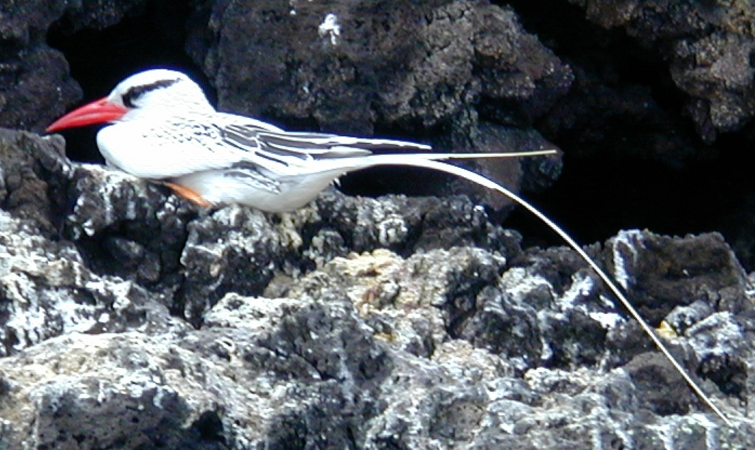 Phaethon aethereus, Champion Islet, Galapagos. Photo: Paul McFarling, CDF, 2002.