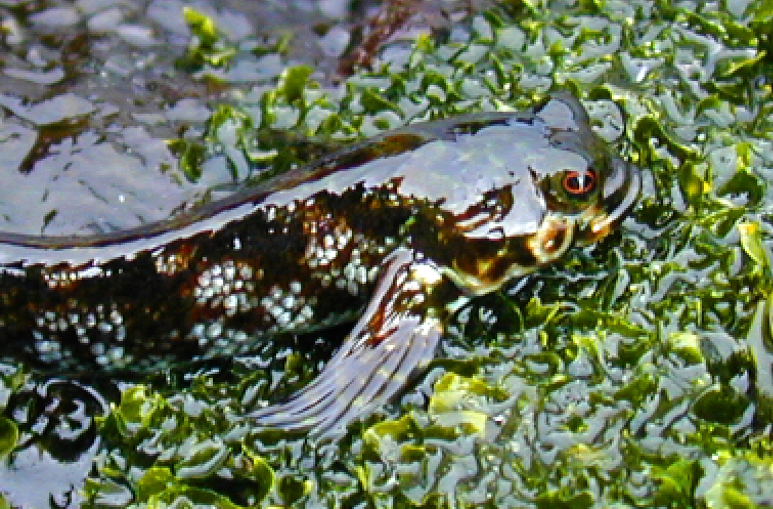 Dialommus fuscus Santiago Island, Galapagos. Photo: Paul McFarling, CDF, 2002.