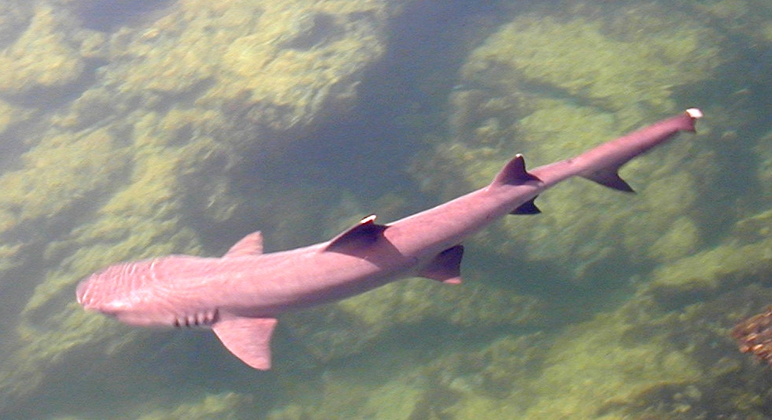 Triaenodon obesus, Isabela Island, Galapagos. Photo: Paul McFarling, CDF, 2005.