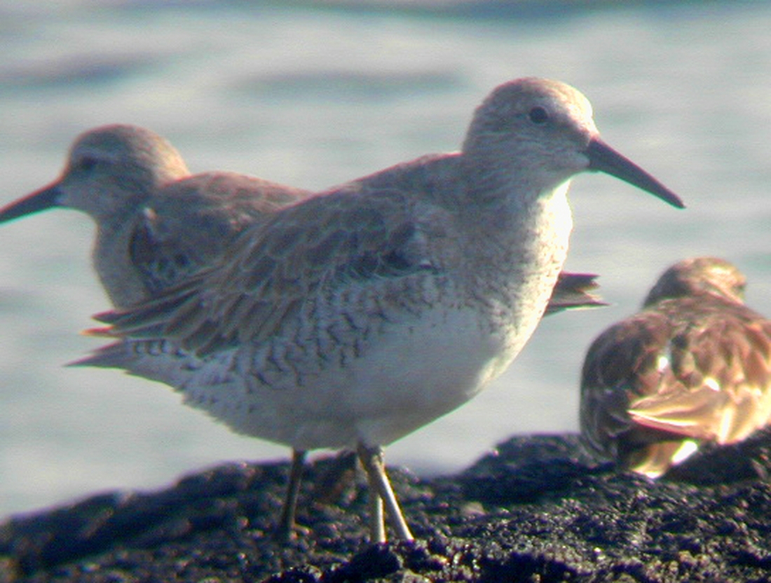 Pluvialis squatarola, Isla Fernandina, Galápagos. Foto: Paul McFarling, CDF, 2001.