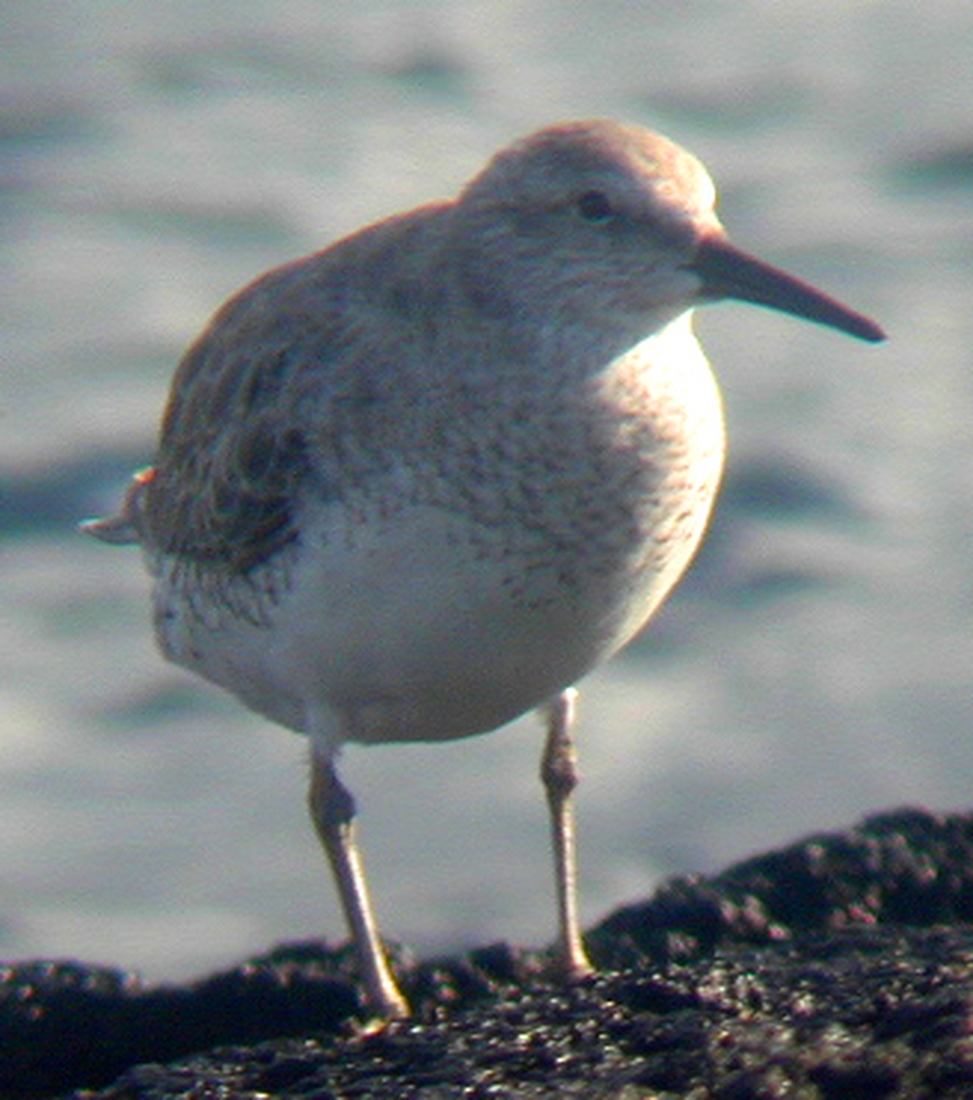 Pluvialis squatarola, Isla Fernandina. Foto: Paul McFarling, CDF, 2001.
