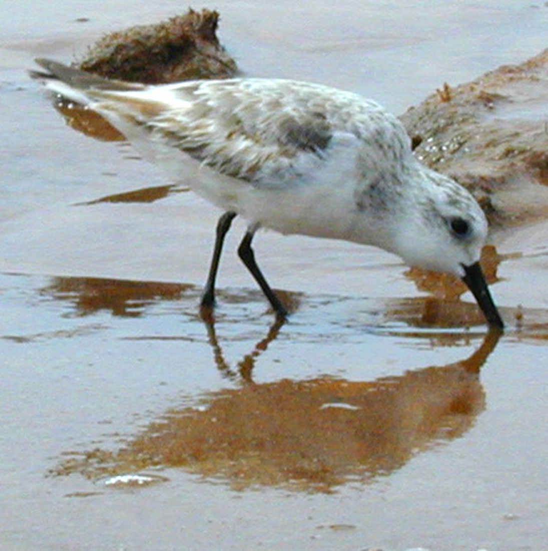 Calidris alba, Bartolomé Island, Galapagos. Photo: Paul McFarling, CDF, 2007.