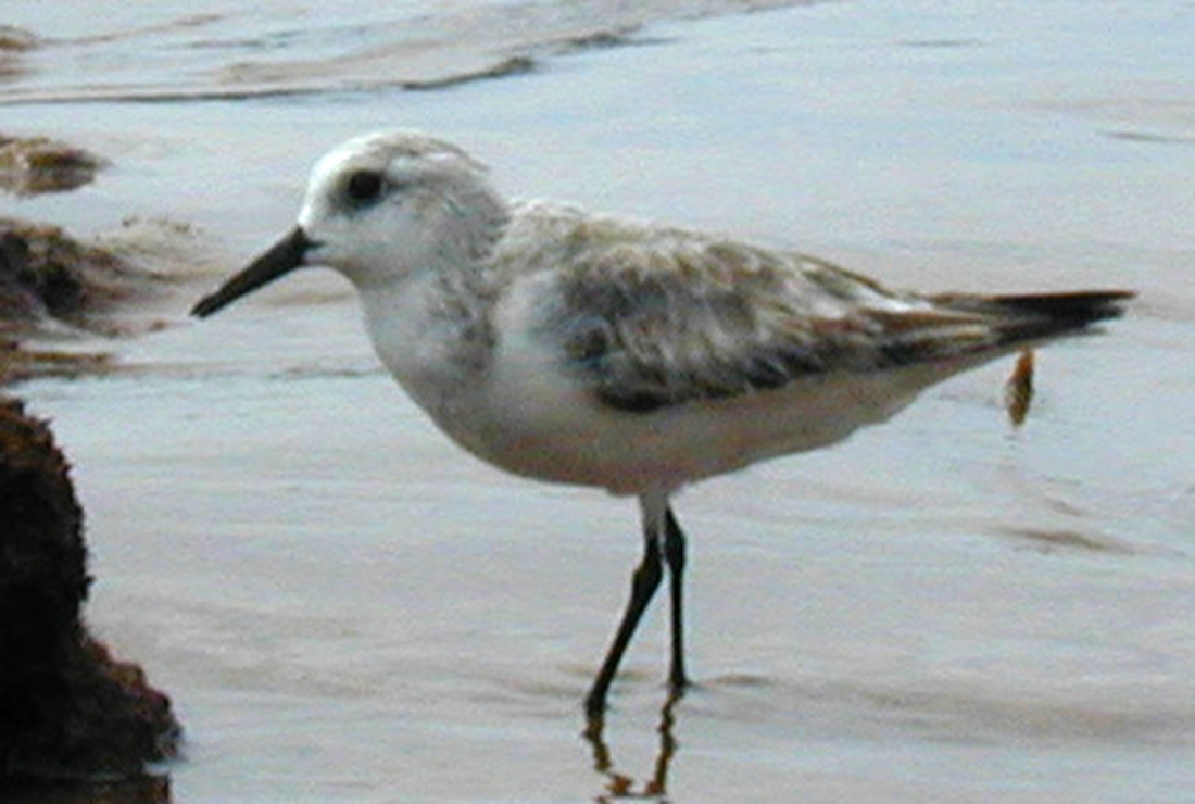 Calidris alba, Bartolomé Island, Galapagos. Photo: Paul McFarling, CDF, 2007.