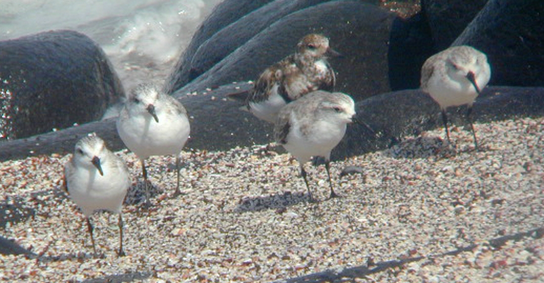 Calidris alba, North Seymour Island, Galapagos. Photo: Paul McFarling, CDF, 2007.
