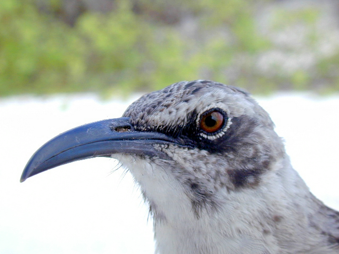 Mimus macdonaldi, Española Island, Galapagos. Photo: Paul McFarling, CDF, 2001.