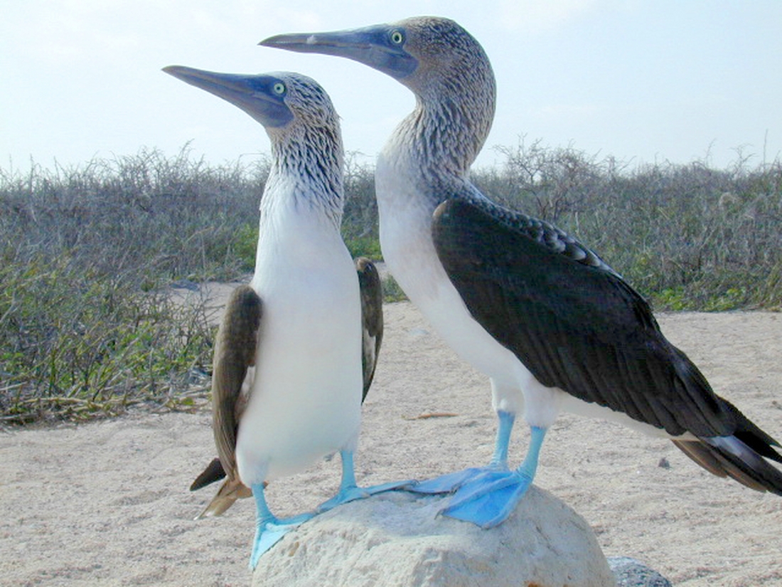  Squishable Blue-Footed Booby