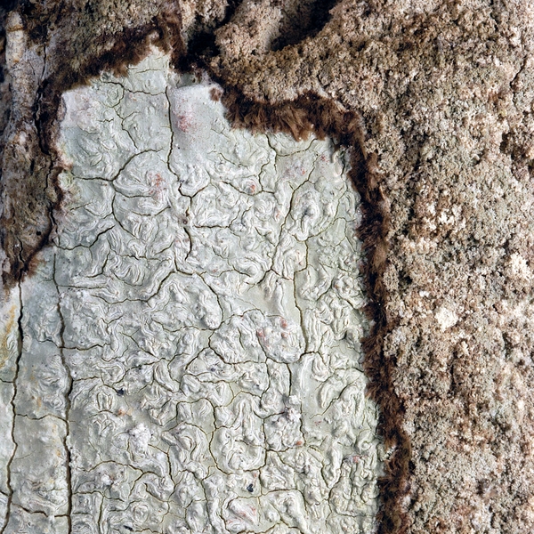 Diorygma poitaei , Script lichen. Photo: Frank Bungartz, CDF, 2006.