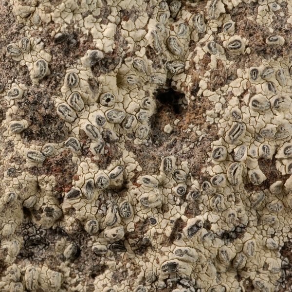 Redonographa galapagoensis Bungartz & Lücking Photo: Frank Bungartz, CDF, 2006.