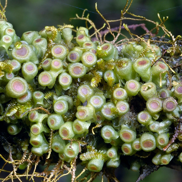 Leptogium javanicum, humid zone, Santa Cruz Island, Galápagos. Photo: Frank Bungartz, CDF, 2006.