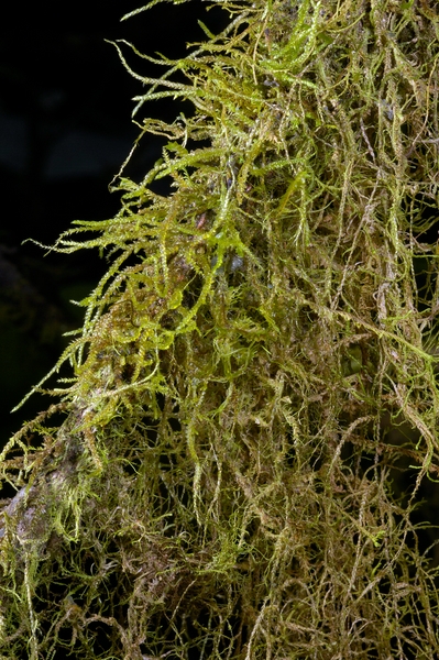 Squamidium nigrescens, humid zone, Santa Cruz Island, Galápagos. Photo: Frank Bungartz, CDF, 2007.