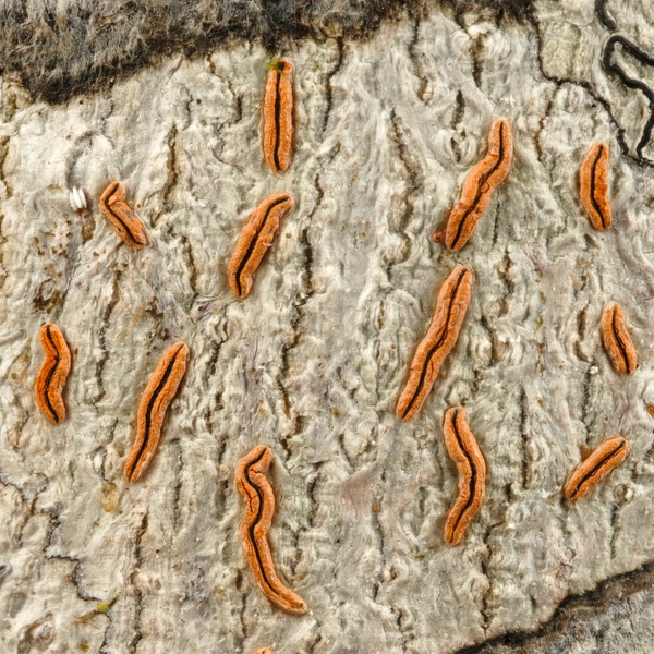 Graphis subchrysocarpa , Script lichen. Photo: Frank Bungartz, CDF, 2007.