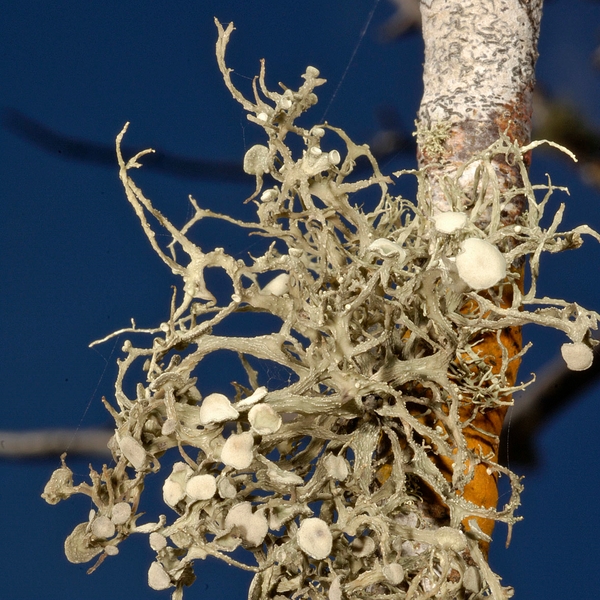 Ramalina sideriza Photo: Frank Bungartz, CDF, 2007.