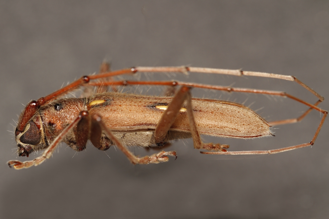 Eburia pilosa (ICCDRS Specimen #9359). Photo: Ashley Sheridan, CDF, 2011.