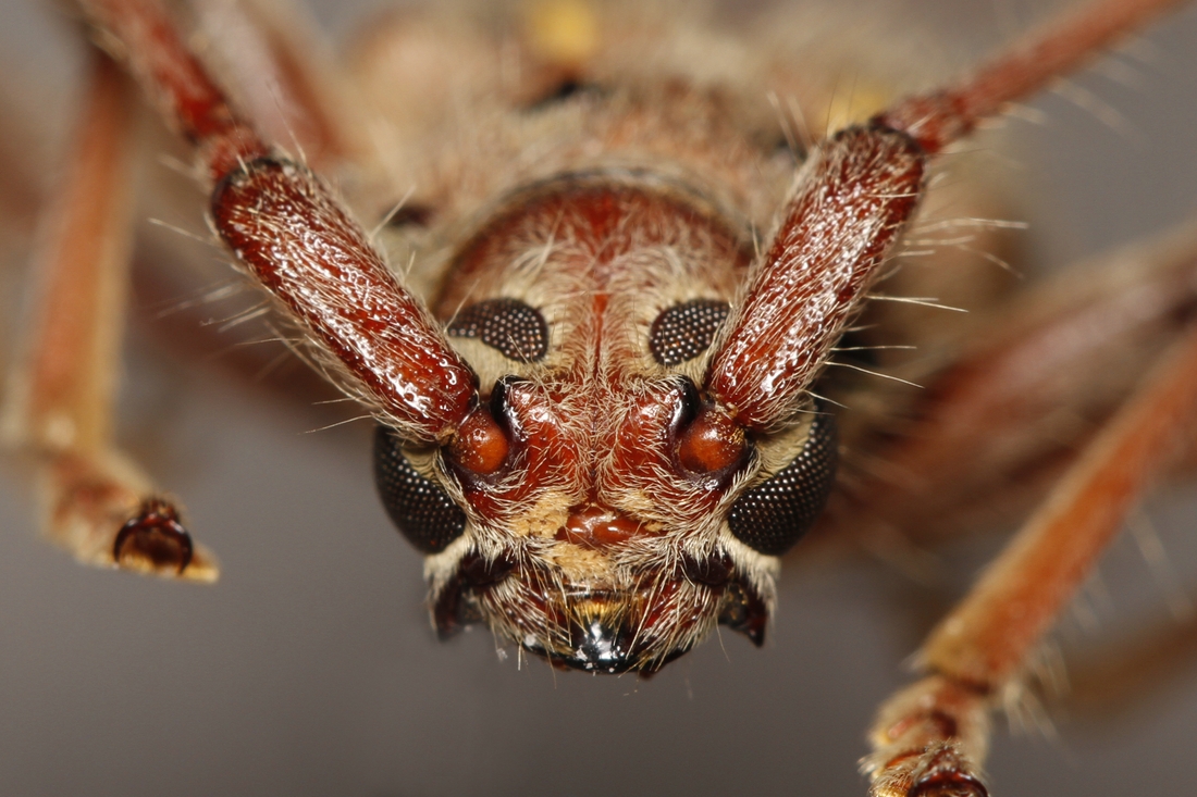 Eburia pilosa (ICCDRS Specimen #9359). Photo: Ashley Sheridan, CDF, 2011.