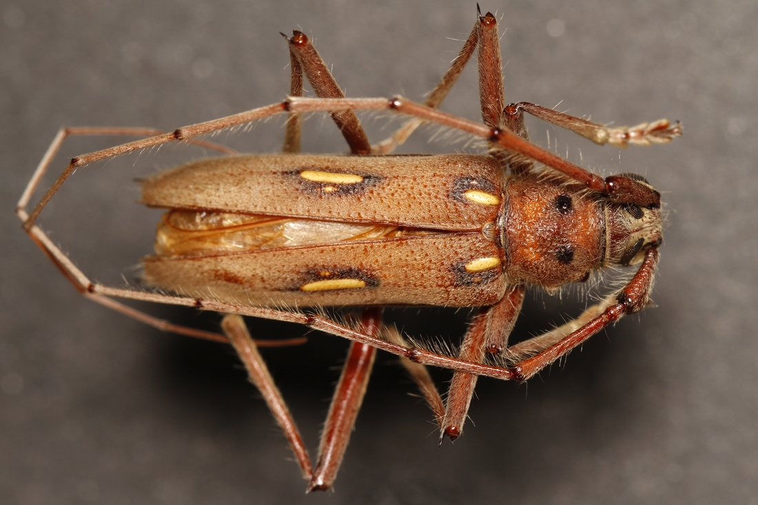 Eburia pilosa (Erichson 1833) (ICCDRS 9359) Photo: Ashley Sheridan, CDF, 2011.