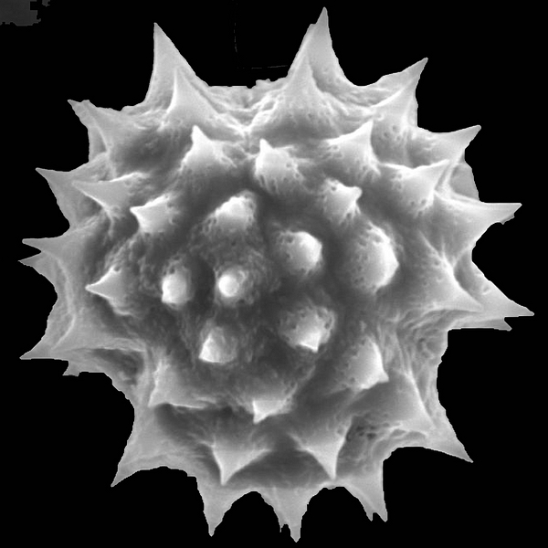 Grano de polen de Encelia hispida Andersson (foto en microscopio electrónico). Foto: Patricia Jaramillo Díaz & M. Mar Trigo, CDF, 2011.