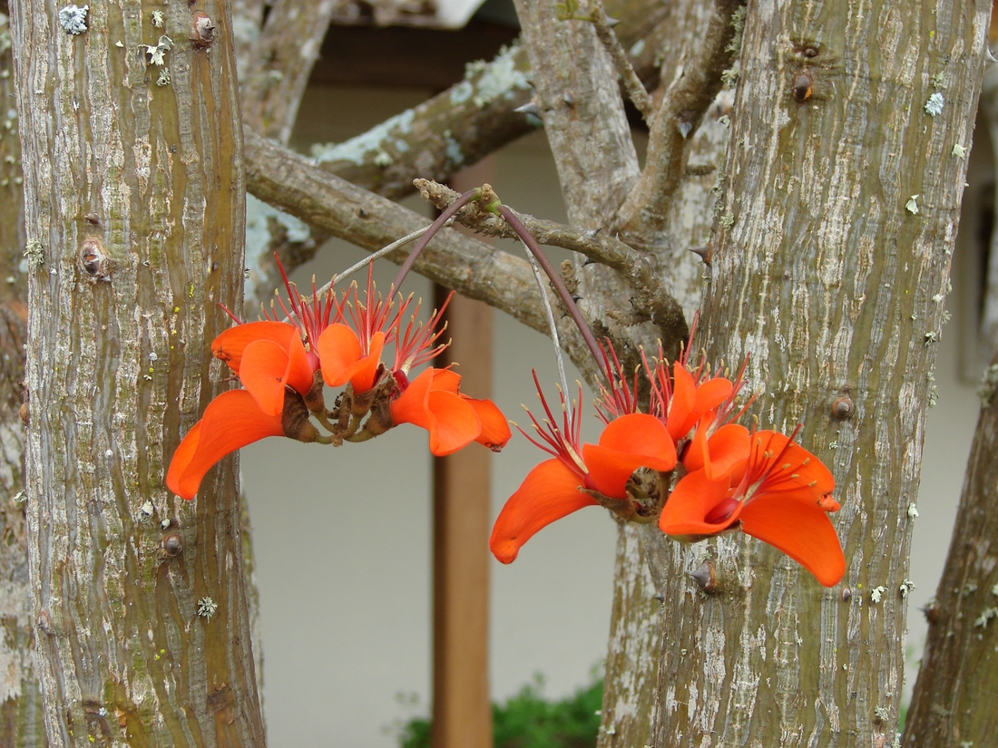 Erythrina velutina , flame tree, coral tree,  red bean tree. Photo: Patricia Jaramillo, Rachel Atkinson, Anne Guézou, CDF, 2007.