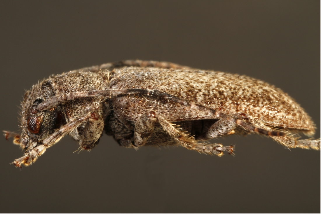 Estoloides galapagoensis (ICCDRS Specimen #9389). Photo: Ashley Sheridan, CDF, 2011.