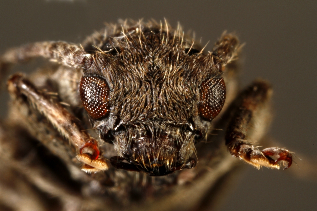 Estoloides galapagoensis (ICCDRS Specimen #9389). Photo: Ashley Sheridan, CDF, 2011.