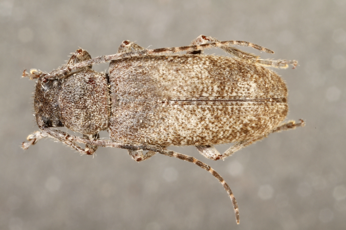 Estoloides galapagoensis (ICCDRS Specimen #9389). Photo: Ashley Sheridan, CDF, 2011.