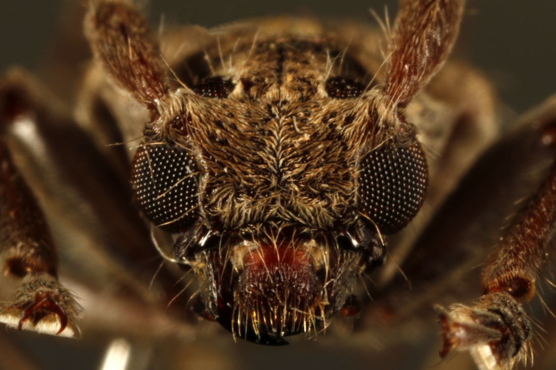 Estoloides galapagoensis (ICCDRS Specimen #9420). Photo: Ashley Sheridan, CDF, 2011.