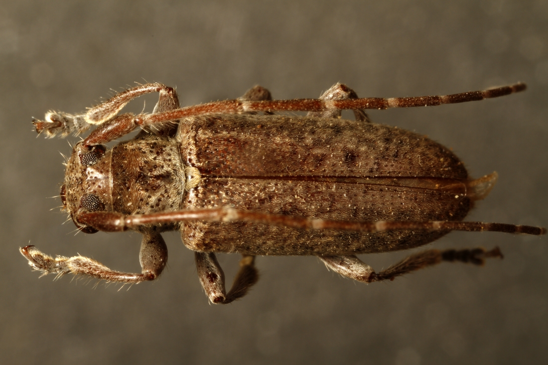 Estoloides galapagoensis (ICCDRS Specimen #9420). Photo: Ashley Sheridan, CDF, 2011.