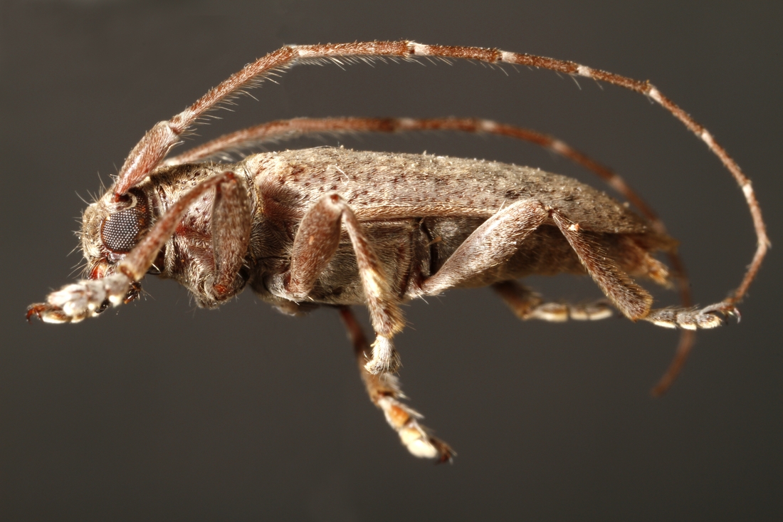 Estoloides galapagoensis Blair 1933 (ICCDRS 9420) Photo: Ashley Sheridan, CDF, 2011.