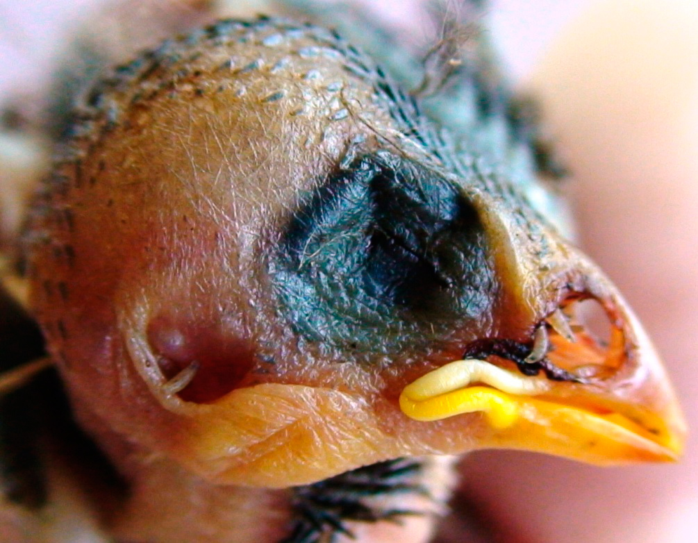 Larvae of the parasitic fly (Philornis downsi) feed in the nostrils of Galapgos finch chicks causing deformed nostrils and beaks. Photo: Jody O'Connor, Flinders University.