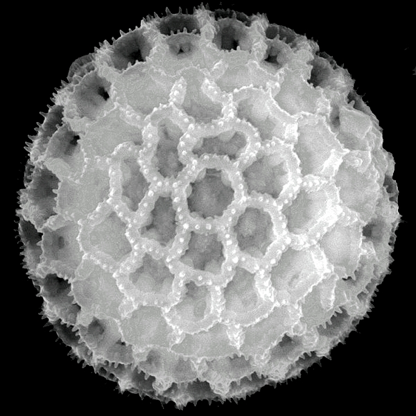 Pollen grain of Froelichia juncea ssp. juncea B.L. Rob. & Greenm. (scanning electron micrograph). Photo: Patricia Jaramillo Díaz & M. Mar Trigo, CDF, 2011.