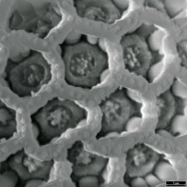 Pollen grain of Froelichia juncea ssp. juncea (scanning electron micrograph). Photo: Patricia Jaramillo Díaz & M. Mar Trigo, CDF, 2011.